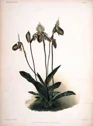 Paphiopedilum argus als syn.: Cypripedium argus